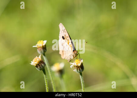 Asuncion, Paraguay. Februar 2017. Mangroven-buckeye (Junonia genoveva)-Schmetterling ernährt sich an sonnigen Tagen in Asuncion, Paraguay von Mangroven oder Tridax-Gänseblümchen (Tridax procumbens). Anm.: Andre M. Chang/Alamy Live News Stockfoto