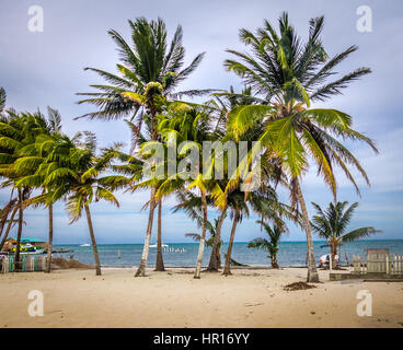 Palmen in Caye Caulker - Belize Stockfoto