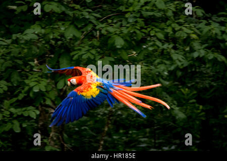 Rote Aras fliegen - Copán, Honduras Stockfoto