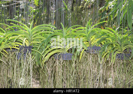 Thai Orchid in der Baumschule-farm Stockfoto