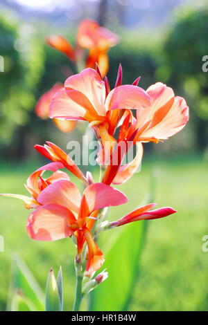 Geschlossen bis Orangenblütenwasser Canna - indisches Schuss Stockfoto