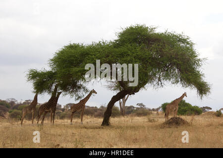 Eine Herde Giraffen in Tansania Stockfoto