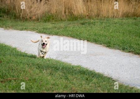 Ein golden Retriever Welpe verläuft freudig ein Pfad in einem Park mit seiner Zunge heraus. Stockfoto