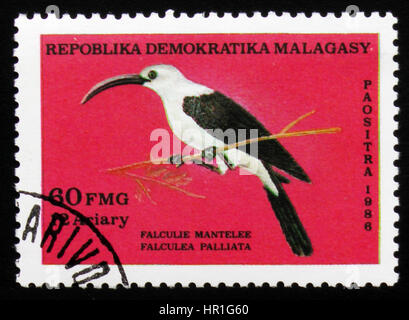 Moskau, Russland - 19. Februar 2017: Zeigt eine Briefmarke gedruckt in Malagasy (Madagaskar) Falculea Palliata, ca. 1986 Stockfoto