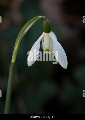 Schneeglöckchen Galanthus nivalis Stockfoto