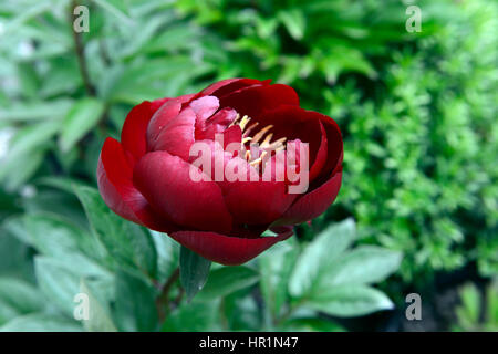 Paeonia Lactiflora Buckeye Belle, Pfingstrose, Pfingstrosen, rot, Blume, Blumen, Blüte, krautige, mehrjährige Pflanze, RM Floral Stockfoto