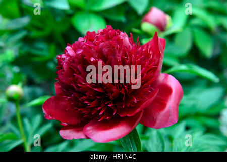 Paeonia Lactiflora Red Charme, Pfingstrose, Pfingstrosen, rot, Blume, Blumen, Blüte, krautige, mehrjährige Pflanze, RM Floral Stockfoto