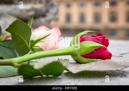 zwei Rosen auf Marmor Stockfoto