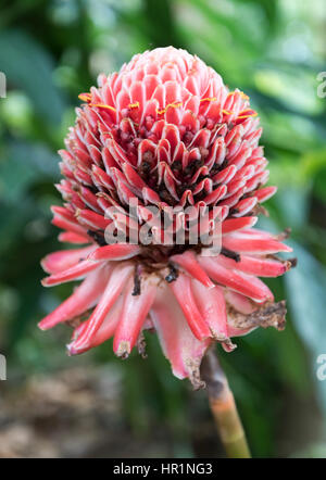 Ginger Blütenknospe, Kerala, Indien Stockfoto