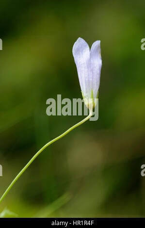 Efeu-leaved Glockenblume, Wahlenbergia hederacea Stockfoto