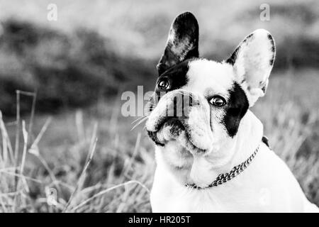 Schwarz / weiß-französische Bulldogge-Porträt Stockfoto