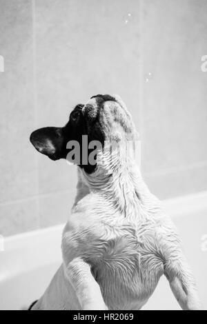 Schwarz / weiß französische Bulldogge mit Luftblasen in der Badewanne spielen Stockfoto