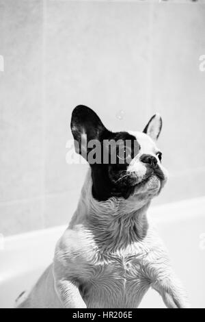 Schwarz / weiß französische Bulldogge mit Luftblasen in der Badewanne spielen Stockfoto