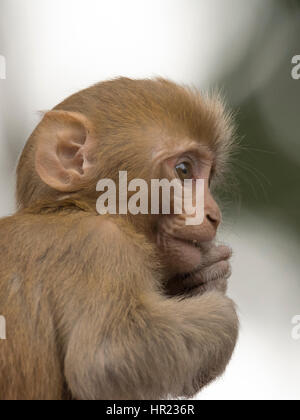 Junger Rhesus macaque (Macaca mulatta) in Uttarakhand, Indien Stockfoto