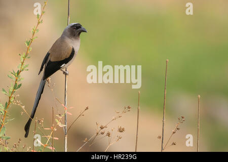 Gray Treepie (Dendrocitta formosae) in Uttarakhand, Indien Stockfoto