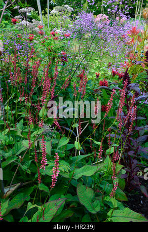 Mix, gemischt, Bett, Grenze, üppig, tropisch, exotisch, heiß, Pflanzschema, Garten, Gartenarbeit, Persisch Stockfoto