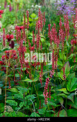 Mix, gemischt, Bett, Grenze, üppig, tropisch, exotisch, heiß, Pflanzschema, Garten, Gartenarbeit, Persisch Stockfoto