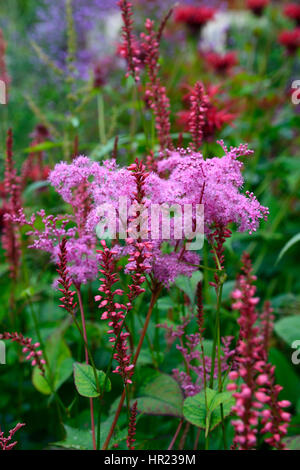 Mix, gemischt, Bett, Grenze, üppig, tropisch, exotisch, heiß, Pflanzschema, Garten, Gartenarbeit, Persisch Stockfoto