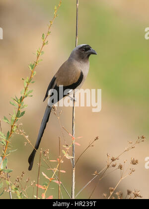 Gray Treepie (Dendrocitta formosae) in Uttarakhand, Indien Stockfoto