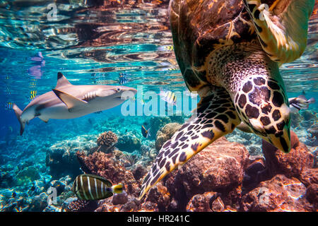 Riff mit einer Vielzahl von harten und weichen Korallen und tropischen Fischen. Malediven Indischer Ozean. Stockfoto