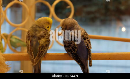 Paar Wellensittich, Wellensittich, Sittich, stehend oder nahe beieinander schlafen. Stockfoto