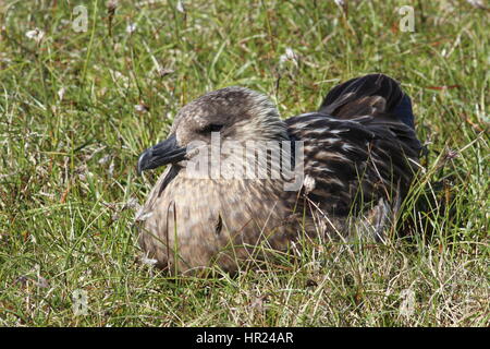 Great Skua (Stercorarius Skua) (lokaler Name "Bonxie") Altvogel, Naturschutzgebiet Hermaness, Unst, Shetland, Großbritannien Stockfoto