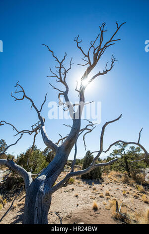 Tot Piñon Kiefer Silhouette gegen blauen Himmel; Pinus Monophylla; Pinus Edulis; Penitente Canyon; Colorado; USA Stockfoto