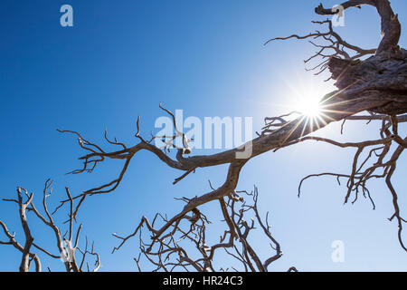 Tot Piñon Kiefer Silhouette gegen blauen Himmel; Pinus Monophylla; Pinus Edulis; Penitente Canyon; Colorado; USA Stockfoto