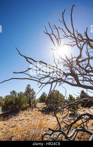 Tot Piñon Kiefer Silhouette gegen blauen Himmel; Pinus Monophylla; Pinus Edulis; Penitente Canyon; Colorado; USA Stockfoto