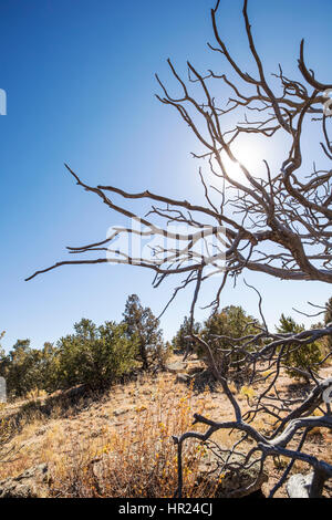 Tot Piñon Kiefer Silhouette gegen blauen Himmel; Pinus Monophylla; Pinus Edulis; Penitente Canyon; Colorado; USA Stockfoto