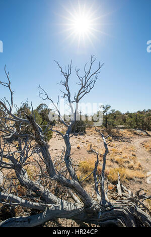 Tot Piñon Kiefer Silhouette gegen blauen Himmel; Pinus Monophylla; Pinus Edulis; Penitente Canyon; Colorado; USA Stockfoto