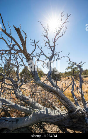 Tot Piñon Kiefer Silhouette gegen blauen Himmel; Pinus Monophylla; Pinus Edulis; Penitente Canyon; Colorado; USA Stockfoto