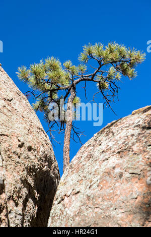 Piñon Kiefer; Pinus Monophylla; Pinus Edulis; Penitente Canyon; Colorado; USA Stockfoto