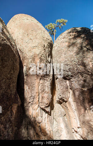 Piñon Kiefer; Pinus Monophylla; Pinus Edulis; Penitente Canyon; Colorado; USA Stockfoto