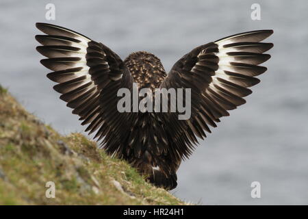 Great Skua (Stercorarius Skua) (lokaler Name "Bonxie") Altvogel mit Verbreitung Flügel, Naturschutzgebiet Hermaness, Unst, Shetland, UK Stockfoto