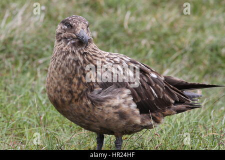 Great Skua (Stercorarius Skua) (lokaler Name "Bonxie") Altvogel, Naturschutzgebiet Hermaness, Unst, Shetland, Großbritannien Stockfoto