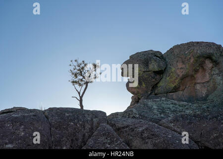 Piñon Kiefer; Pinus Monophylla; Pinus Edulis; Penitente Canyon; Colorado; USA Stockfoto