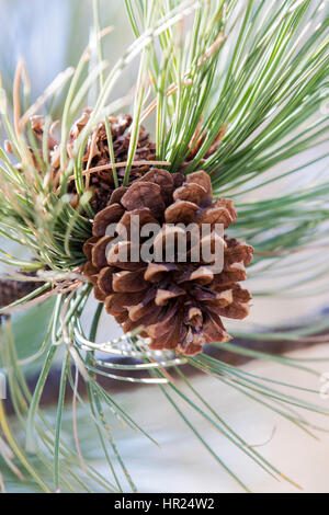 Tannenzapfen; Piñon Pine; Pinus Monophylla; Pinus Edulis; Penitente Canyon; Colorado; USA Stockfoto