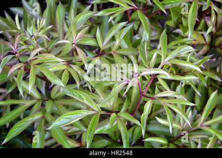 Im Blumenbeet im Garten wuchs die jungen Triebe der Pfingstrosen aus blühenden Blätter und Knospen. Stockfoto