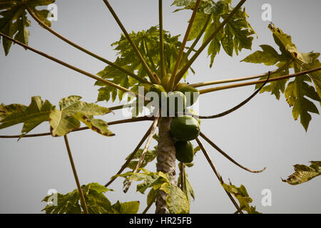 Papayabaum mit Früchten. Malaga. Botanischer Garten. Spanien. Stockfoto