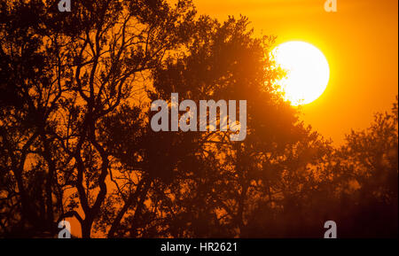 Intensive orange Sonne durch afrikanische Bäume. Kruger National Park, Südafrika Stockfoto