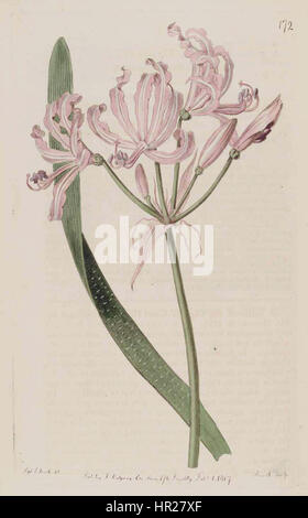 Nerine Undulata 172 Stockfoto