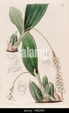 Pholidota imbricata ist eine Orchideenart, die im Botanischen Register von 1828 aufgeführt ist. Die Abbildung zeigt die detaillierte Struktur und die botanischen Merkmale der Pflanze, die für die Untersuchung von Orchideen von Bedeutung sind. Stockfoto