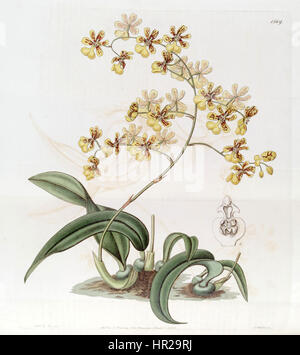 Diese botanische Illustration aus Edwards's Botanical Register (1833) zeigt die Oncidium auricula und Oncidium harrisonianum Orchideen. Die detailreiche Darstellung unterstreicht die einzigartige Form und die lebendigen Farben dieser Arten, die typisch für die wissenschaftliche botanische Kunst des 19. Jahrhunderts sind. Stockfoto