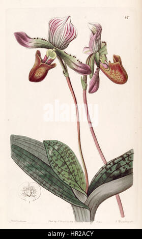 Diese botanische Illustration aus Edwards' 'Botanical Register' (1842) zeigt die Orchideenart Paphiopedilum barbatum, die zuvor als Cypripedium barbatum klassifiziert wurde. Die detaillierte Zeichnung zeigt die einzigartige Struktur und die lebendige Farbe der Blume. Stockfoto