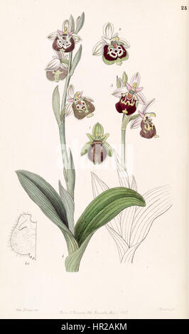Diese botanische Illustration aus Edwards Botanical Register zeigt die Orchideen Ophrys fuciflora und Ophrys holoserica. Das Kunstwerk hebt die detaillierte Struktur und Merkmale dieser seltenen Blumenarten hervor. Stockfoto