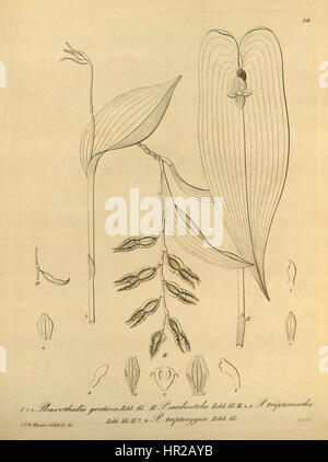 Die Illustration aus „Xenia“ (1858) zeigt drei Orchideenarten: Pleurothallis gratiosa, Pleurothallis cardiostola und Pabstiella tripterantha. Diese Arten sind bekannt für ihre komplizierte Struktur und die farbenfrohen Blüten, die typisch für die Orchideenfamilie sind. Stockfoto