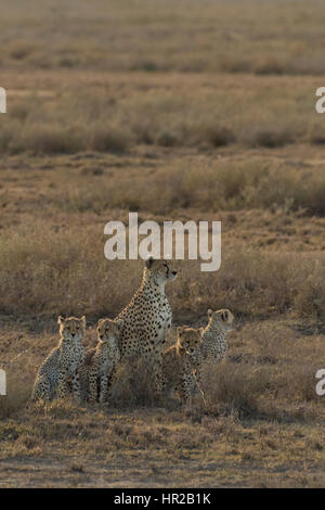 Geparden Mutter saß mit vier Überlebenden vier Monate alten Jungen. Stockfoto