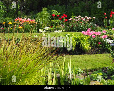 Chenies Manor versunkene Garten Tulpe rechtzeitig;  ein schöner Mai-Abend mit Sonnenschein und frische grüne Pflanzenwachstum. Stockfoto