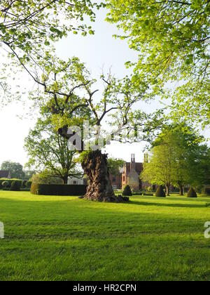 Queen Elizabeth Eiche, Chenies Manor Haus und Garten; Das Parterre im Frühjahr. Stockfoto